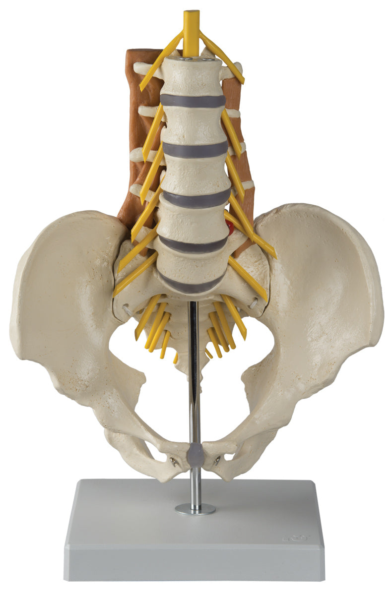Modell av nedre delen av ryggen med ryggradsnerver och muskler samt bäckenet