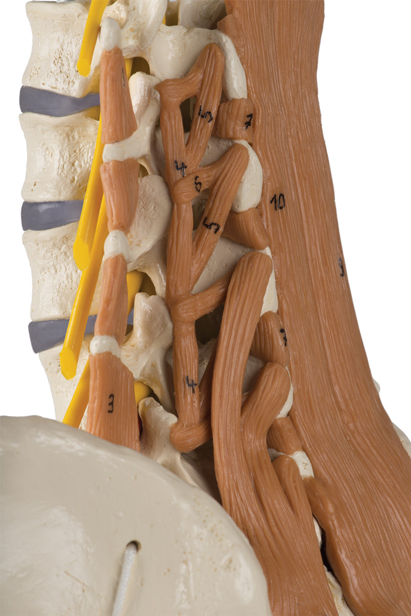 Model of the lower back with spinal nerves and muscles as well as the pelvis