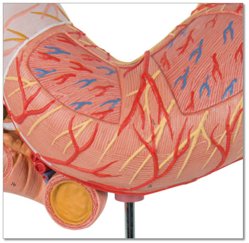 Detaljerad modell av magen, tolvfingertarmen och bukspottkörteln