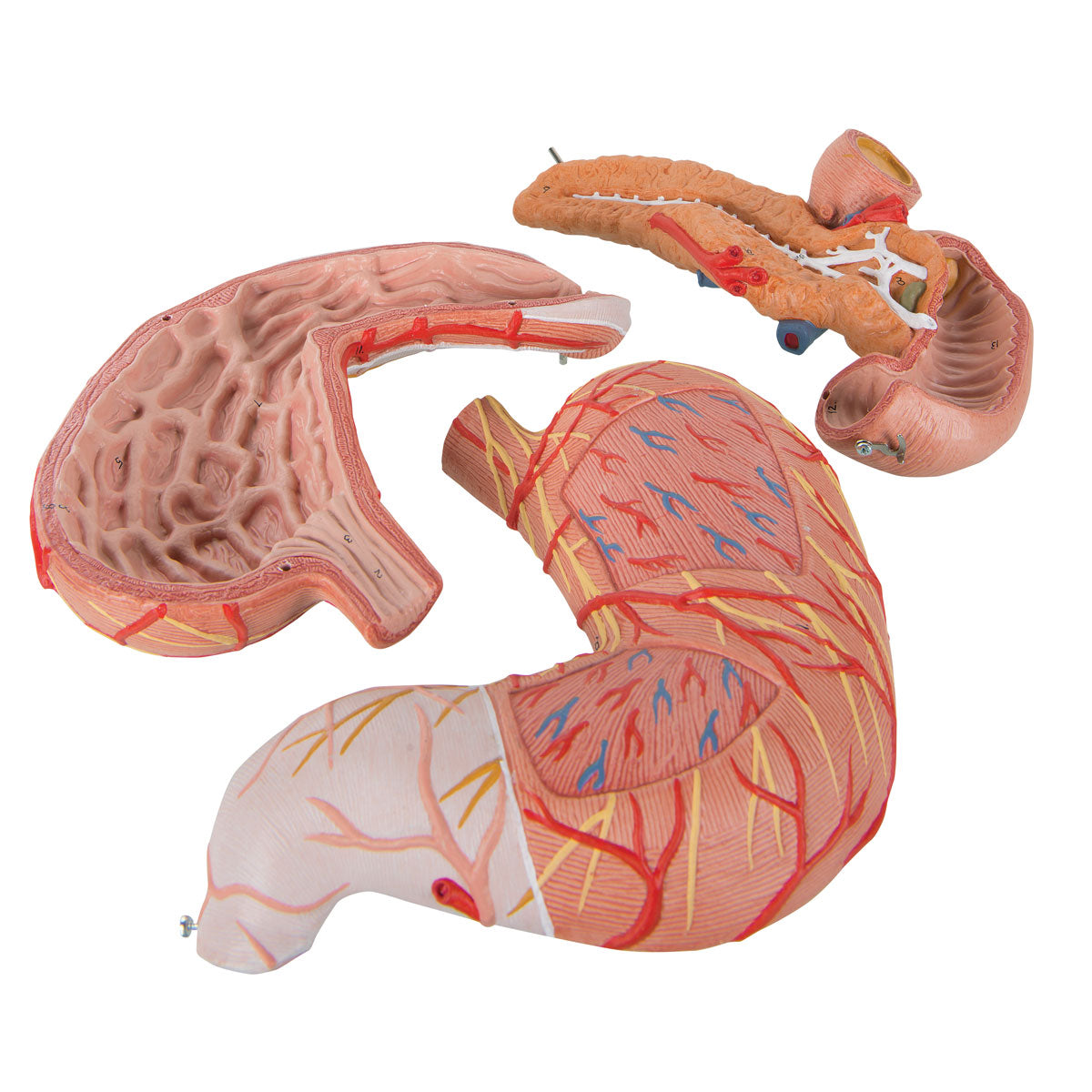 Detaljerad modell av magen, tolvfingertarmen och bukspottkörteln