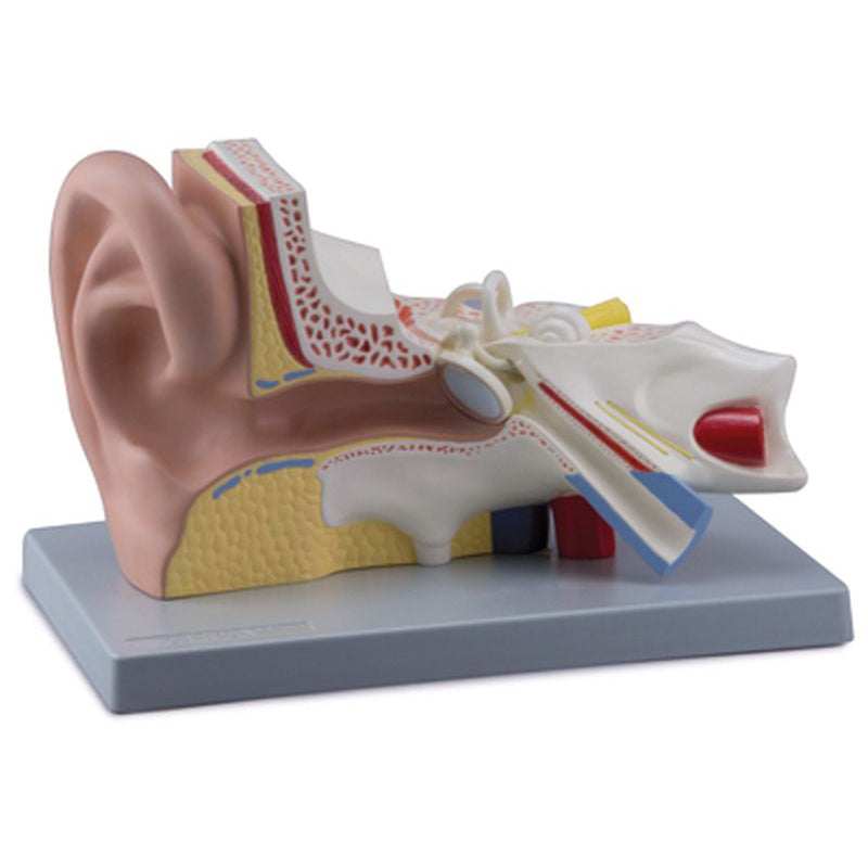 Very enlarged and detailed ear model which can be separated into 4 parts