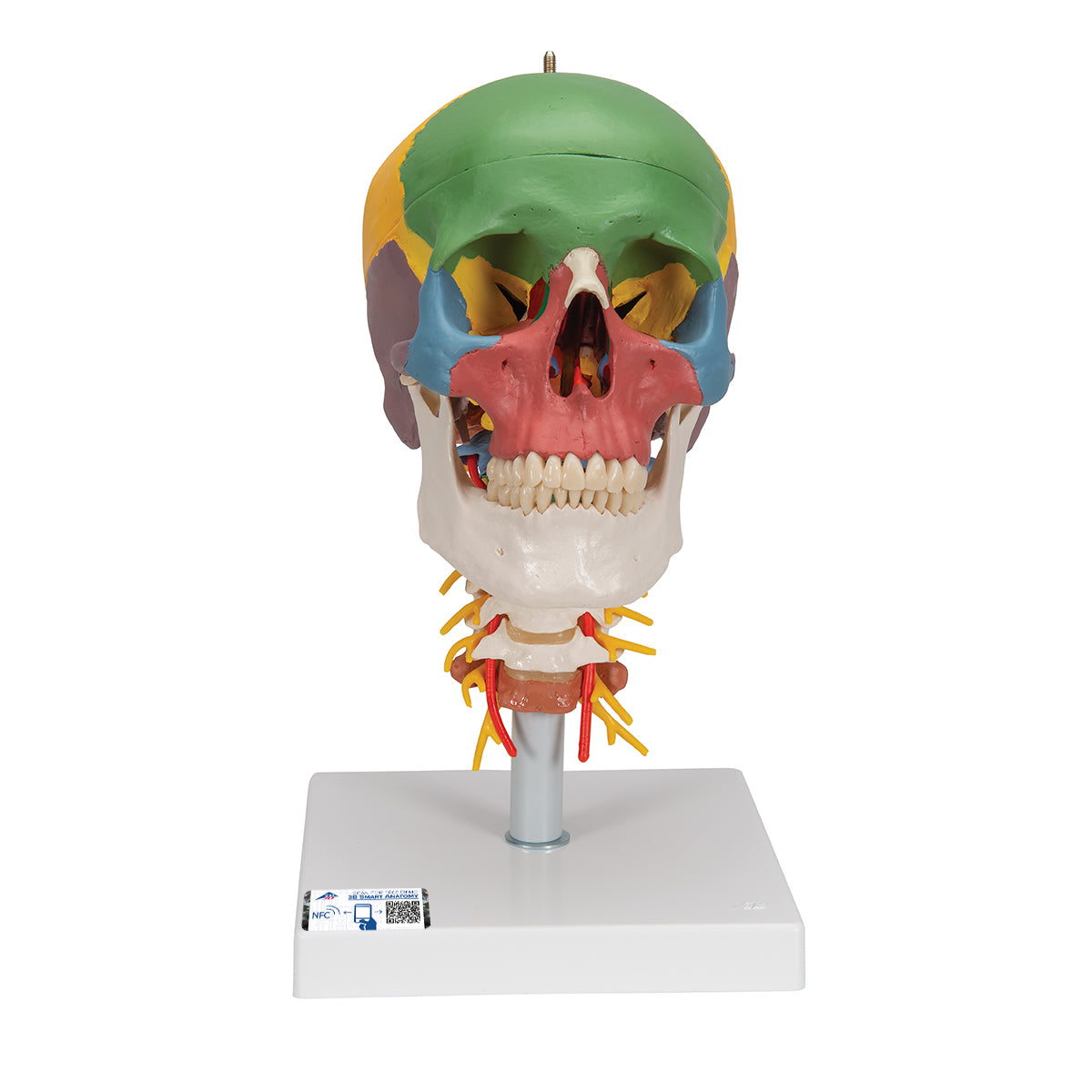 Skull model with colors, cervical vertebrae and more