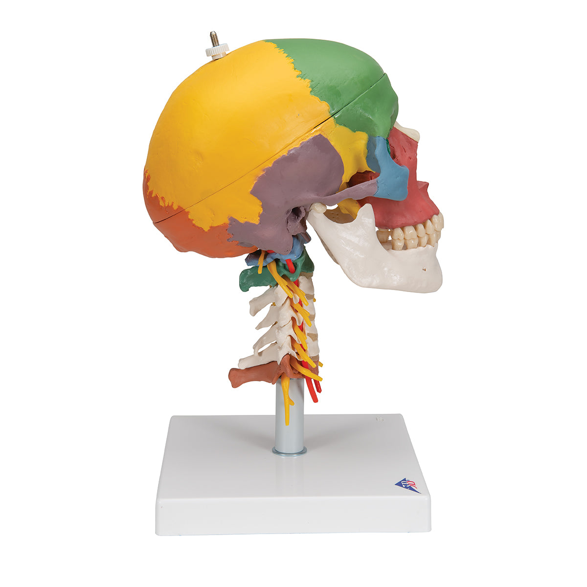 Skull model with colors, cervical vertebrae and more