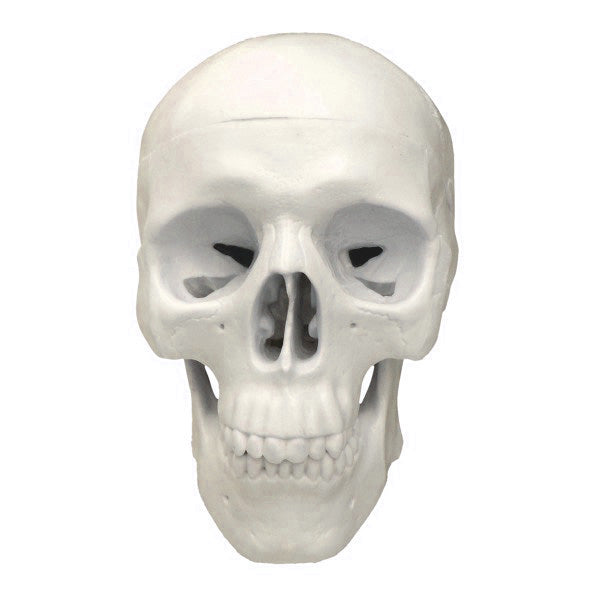 Miniature skull model with nice details