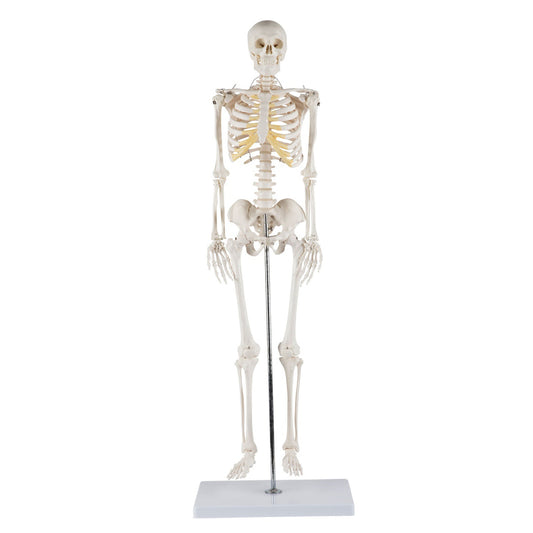 Skeletmodel på 85 cm med høj detaljegrad