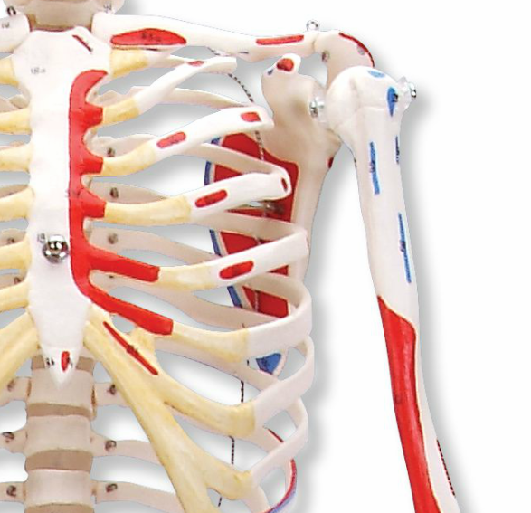 Mini skeleton with colored muscle indications