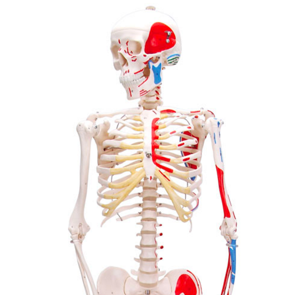 Mini skeleton with colored muscle indications