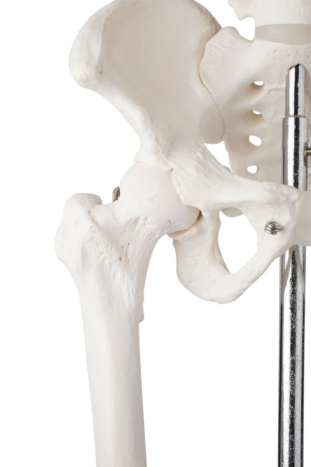 Skelettmodell på 85 cm med hög detaljgrad