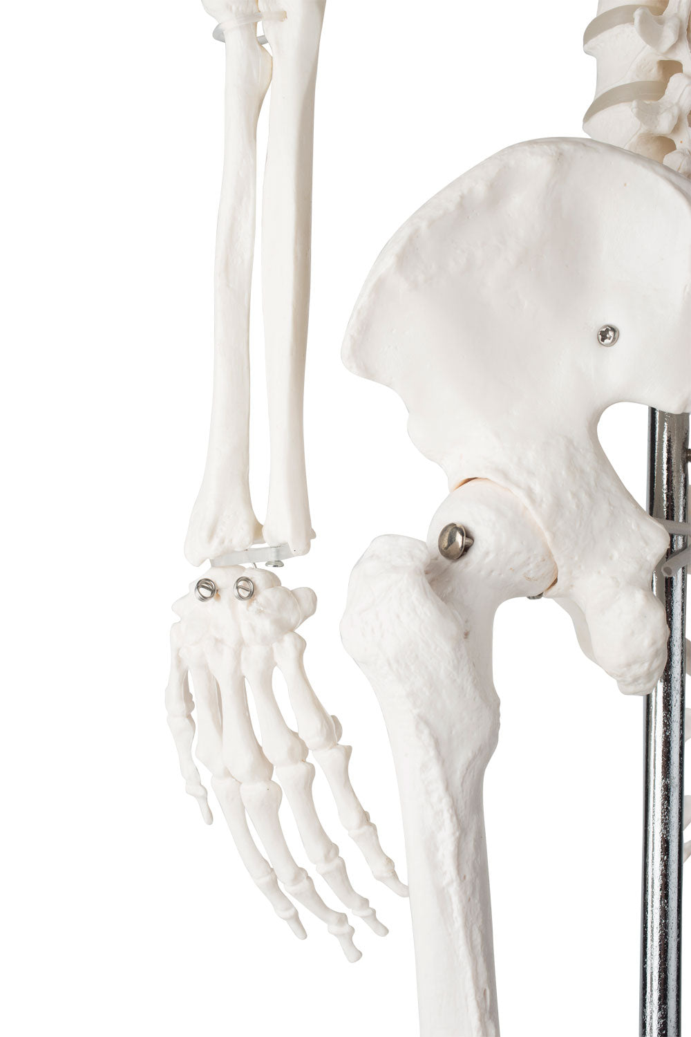 Skeletmodel på 85 cm med høj detaljegrad
