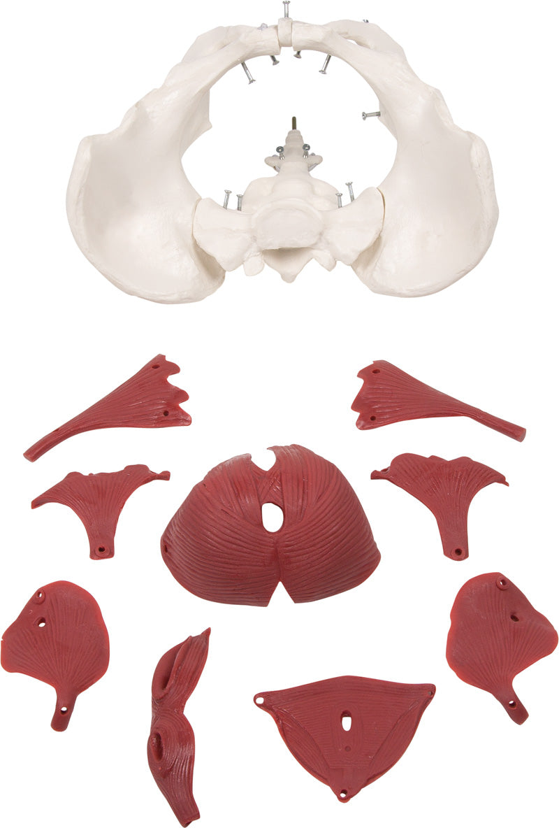 Model af bækkenbunden hos kvinden i 12 dele