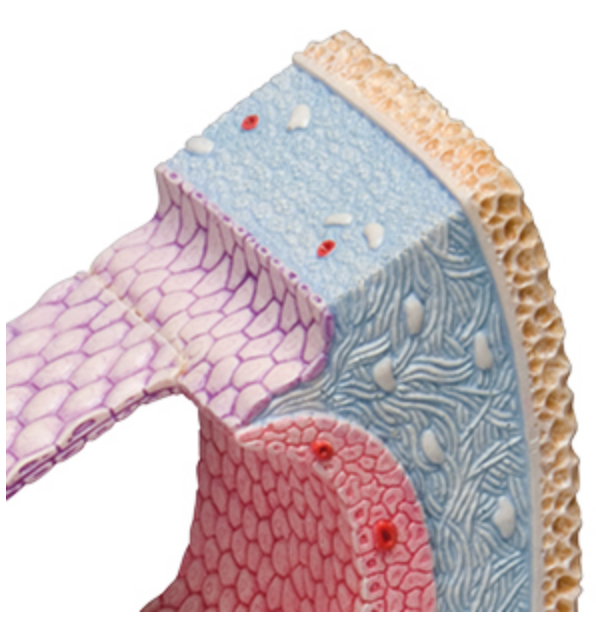 Detailed ear model that shows both the entire cochlea and a cross-section with three-dimensional details