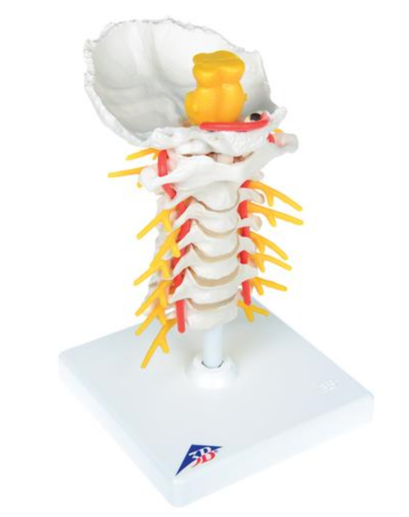 Flexible model of the cervical spine with the brainstem, spinal nerves and a. vertebralis