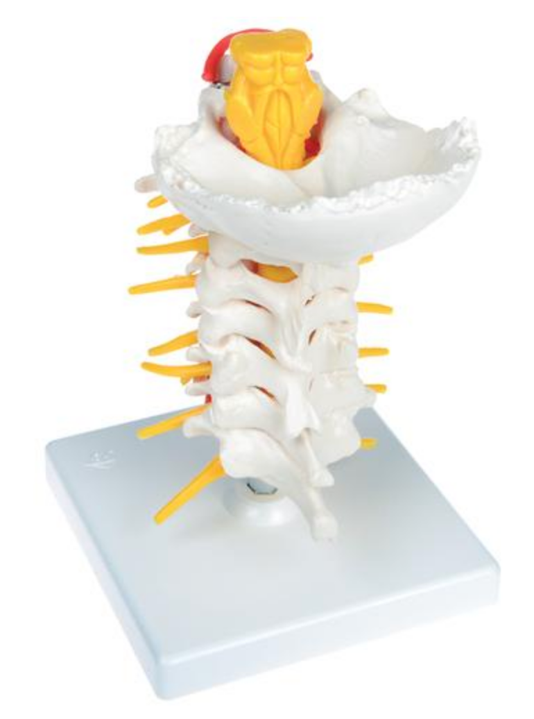 Fleksibel model af halshvirvelsøjlen med hjernestammen, spinalnerver og a. vertebralis