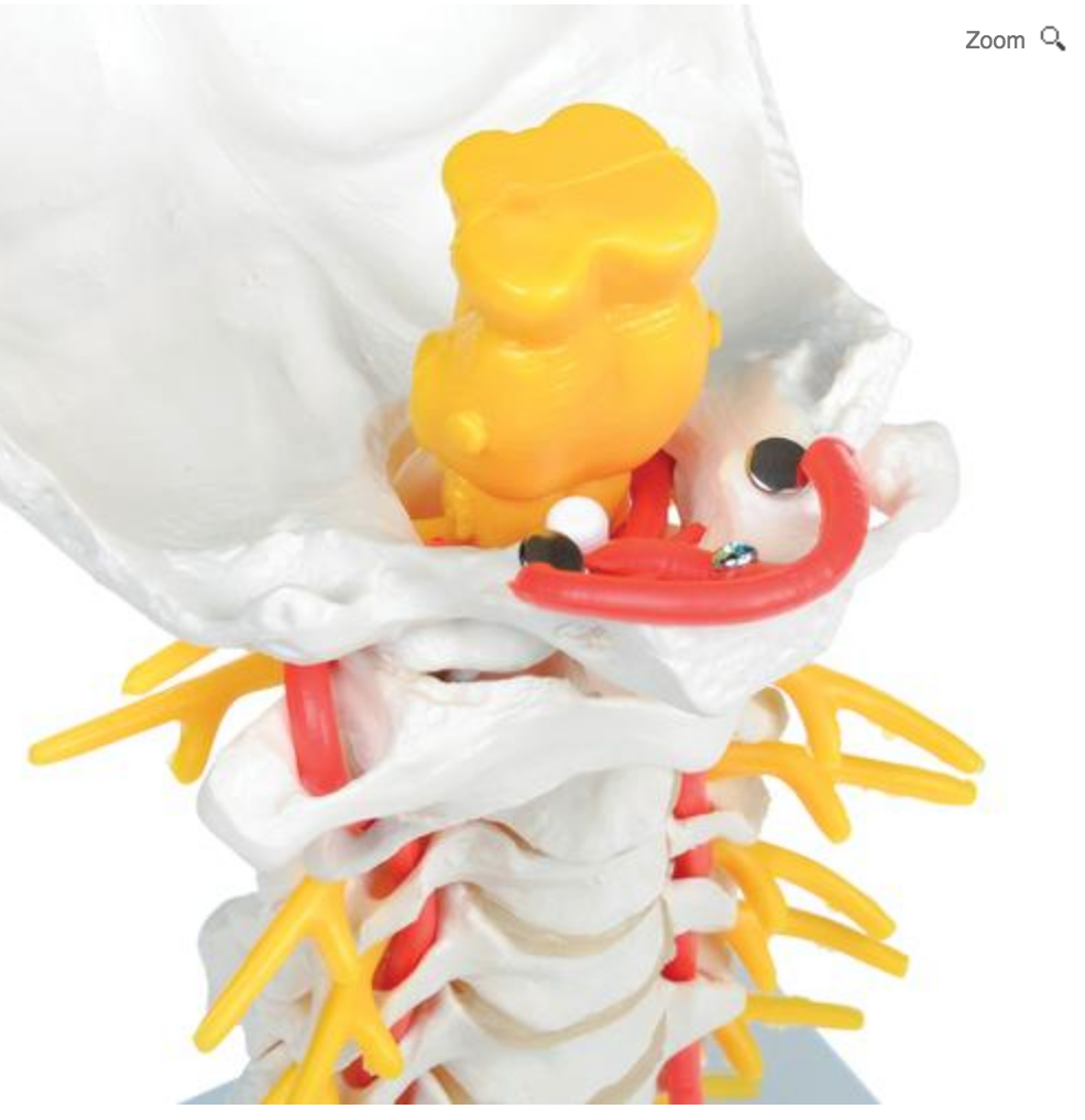 Flexibel modell av halsryggraden med hjärnstammen, spinalnerver och a. vertebralis