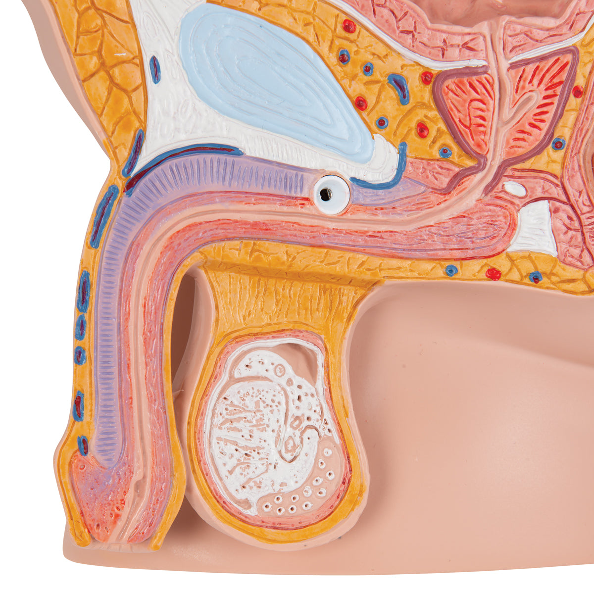 Model of the male pelvis seen in a median section