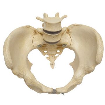Pelvic model showing bones and joints in the woman's pelvis