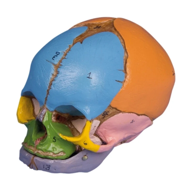 Model of a fetal skull with fontanelles and colored bones corresponding to pregnancy week 38
