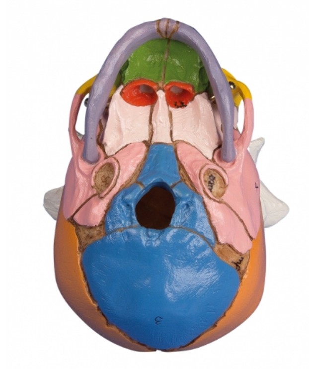 Modell av en fosterskalle med fontaneller och färgade ben som motsvarar graviditetsvecka 38