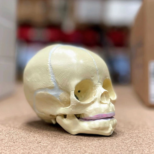 Model of a fetal skull with fontanelles corresponding to pregnancy week 38
