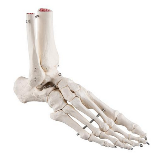 Model af fodens skelet samt lidt af skinne- og lægbenet