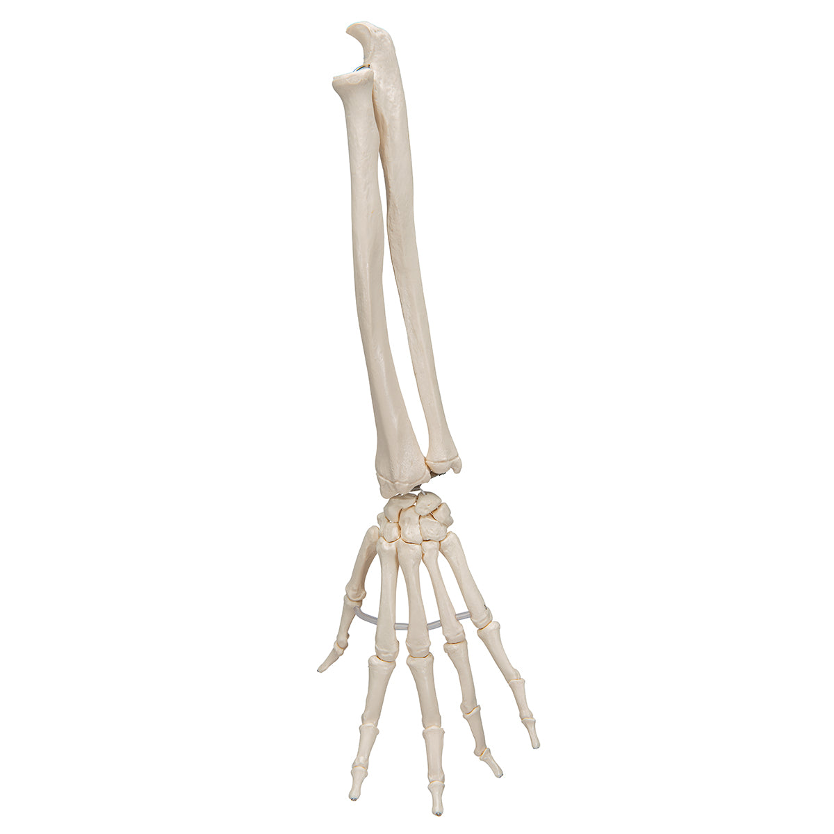 Modell av handens skelett monterat på resår och båda underarmsbenen