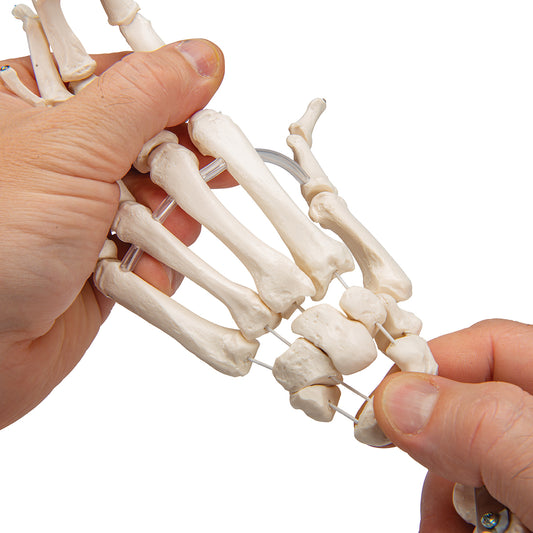 Modell av handens skelett monterat på resår och båda underarmsbenen