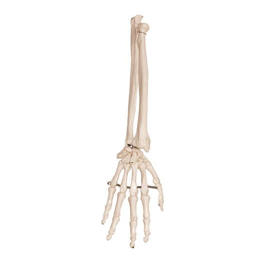 Model af håndens skelet samt begge underarmsknogler