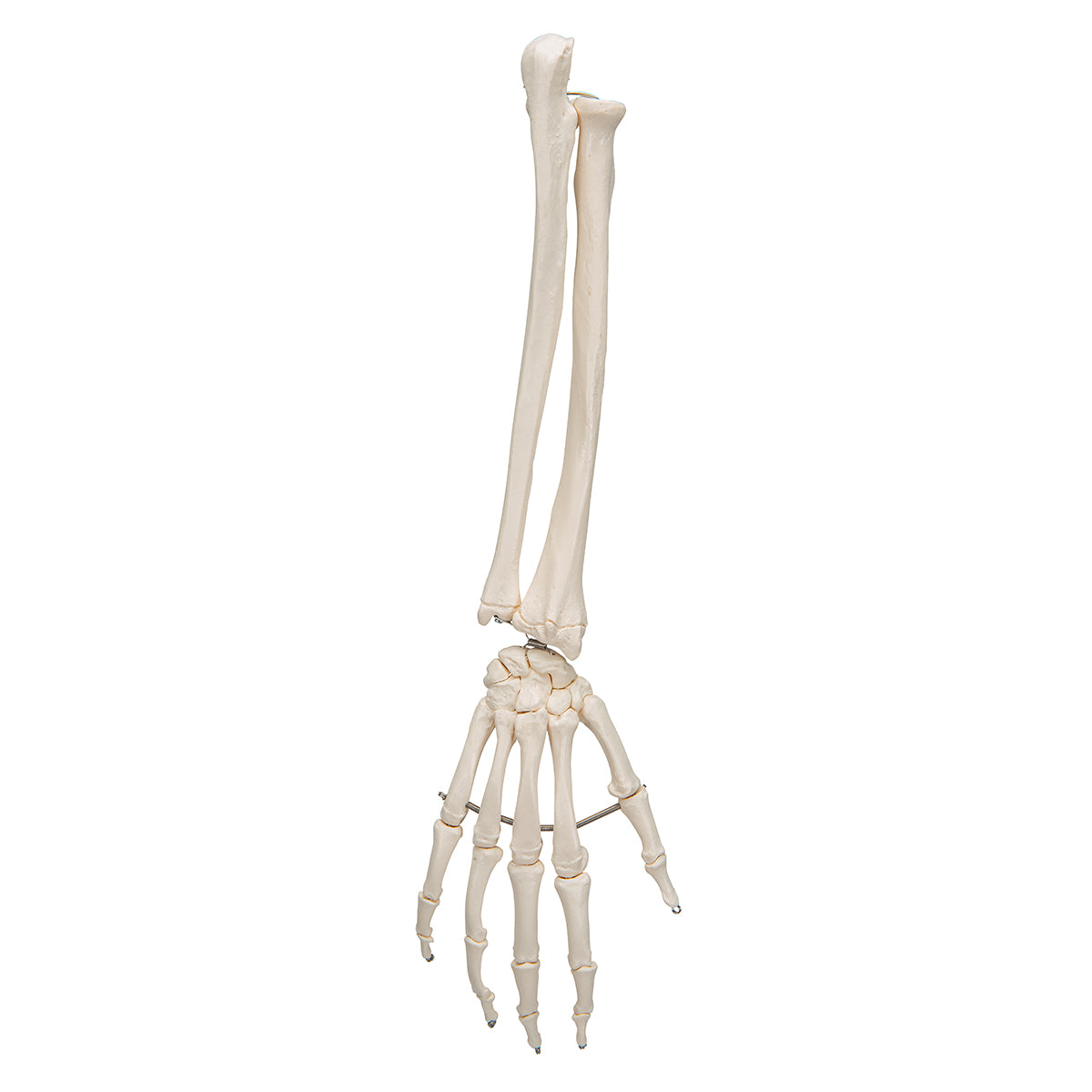 Model of the skeleton of the hand and both forearm bones