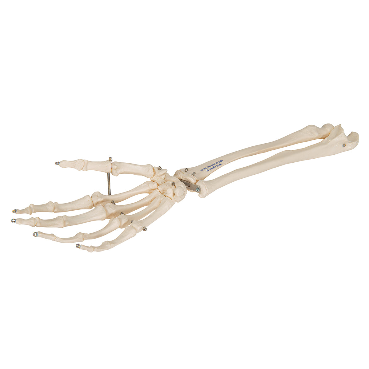 Model of the skeleton of the hand and both forearm bones