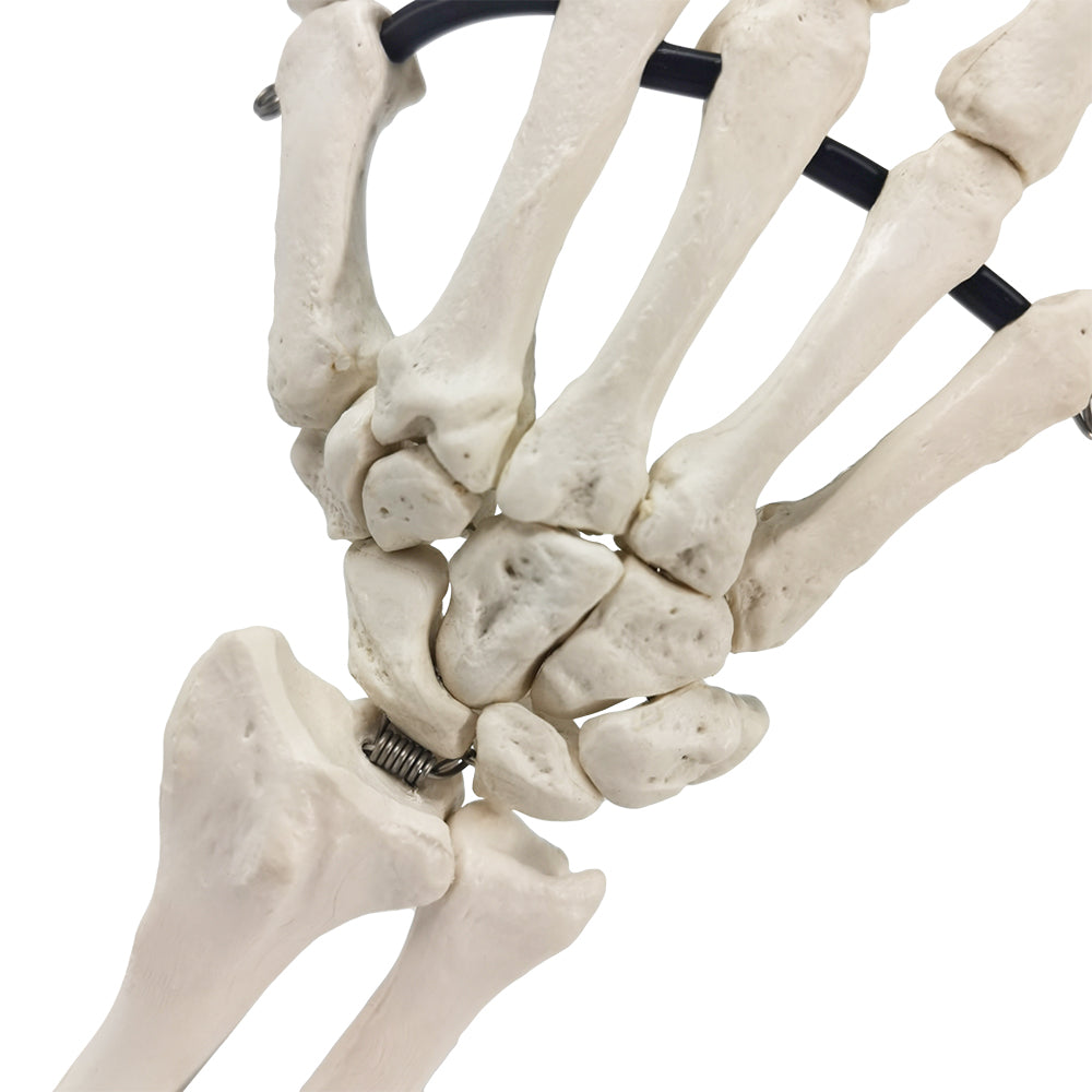 5-Inch Skeleton Hands