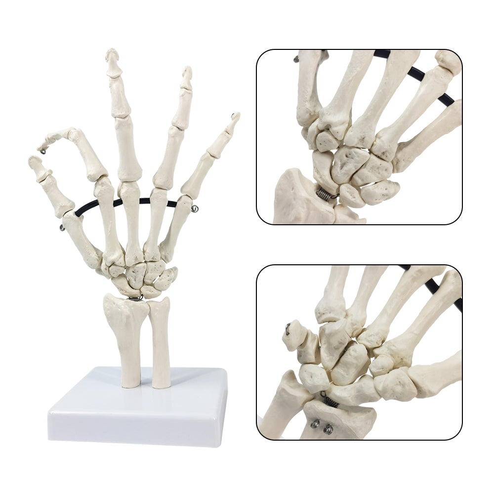 Model of the hand skeleton with part of the ulna and radius