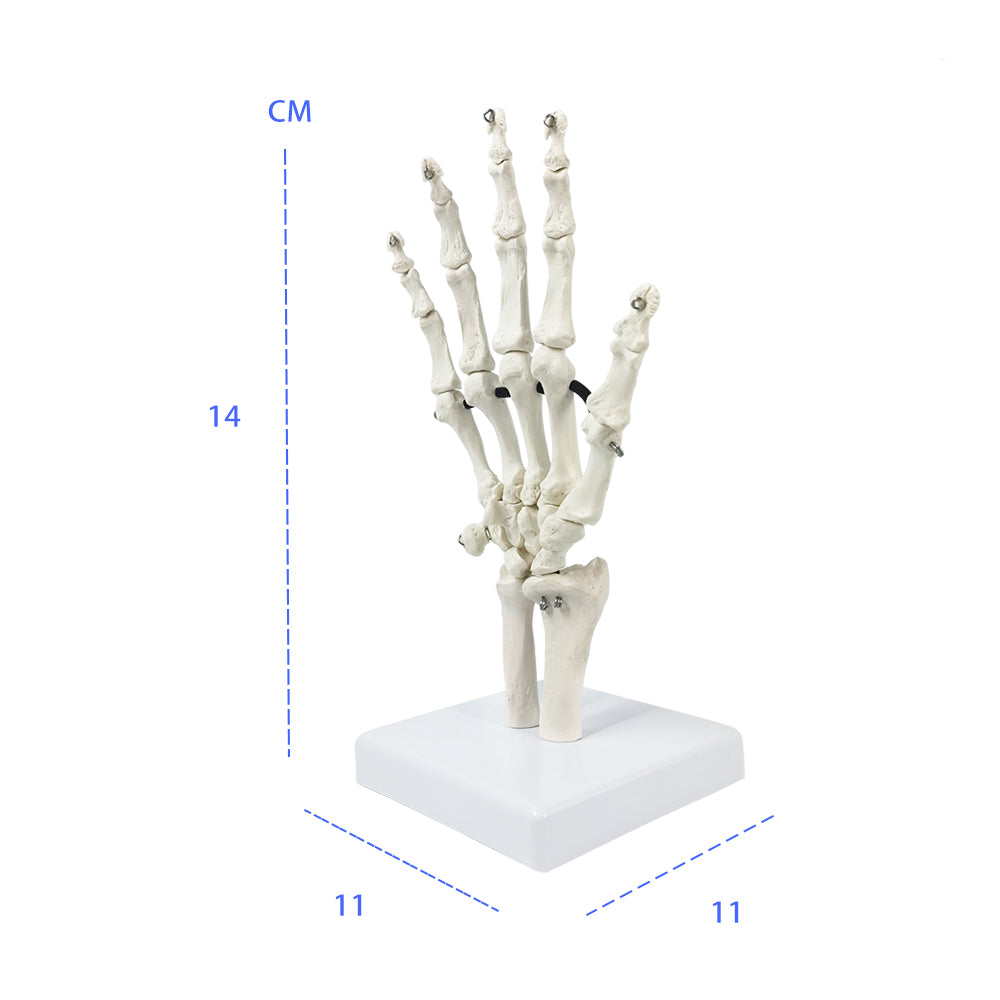 Model of the hand skeleton with part of the ulna and radius