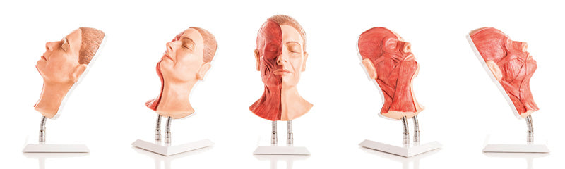 Modell av ansiktet med synliga muskler på höger sida
