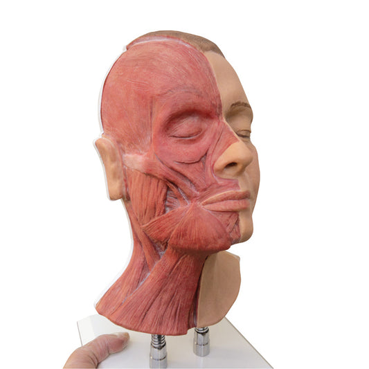 Modell av ansiktet med synliga muskler på höger sida