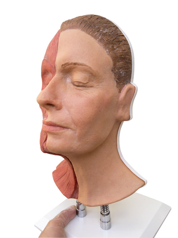 Model af ansigtet med synlige muskler på højre side