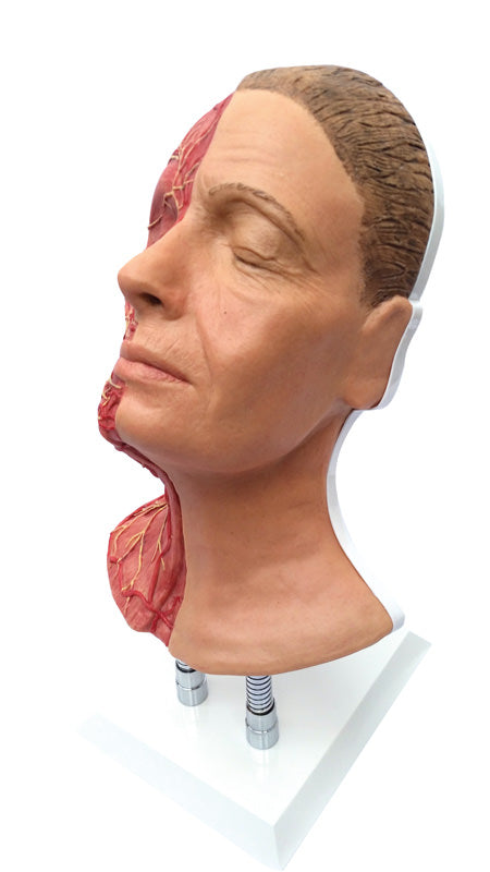 Modell av ansiktet med ansiktsmuskler, artärer och nerver