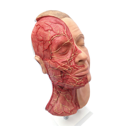 Model af ansigtet med ansigtsmuskulatur, arterier og nerver