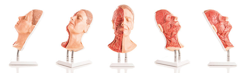 Modell av ansiktet med ansiktsmuskler, artärer och nerver