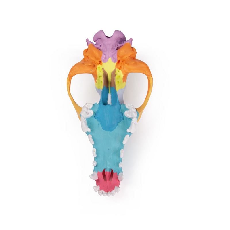 Modell av en hundskalle med färgade skallben