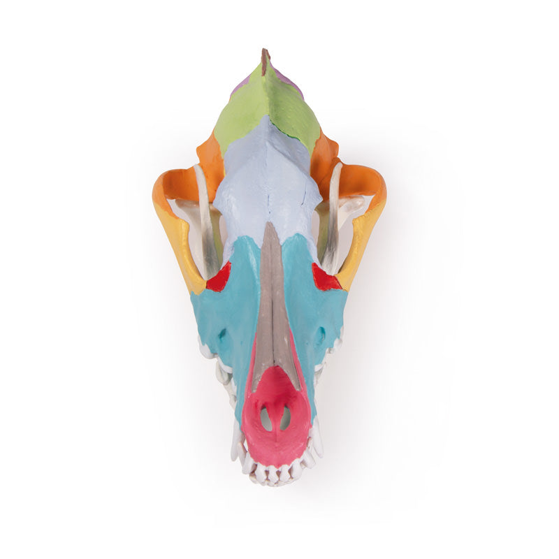 Modell av en hundskalle med färgade skallben