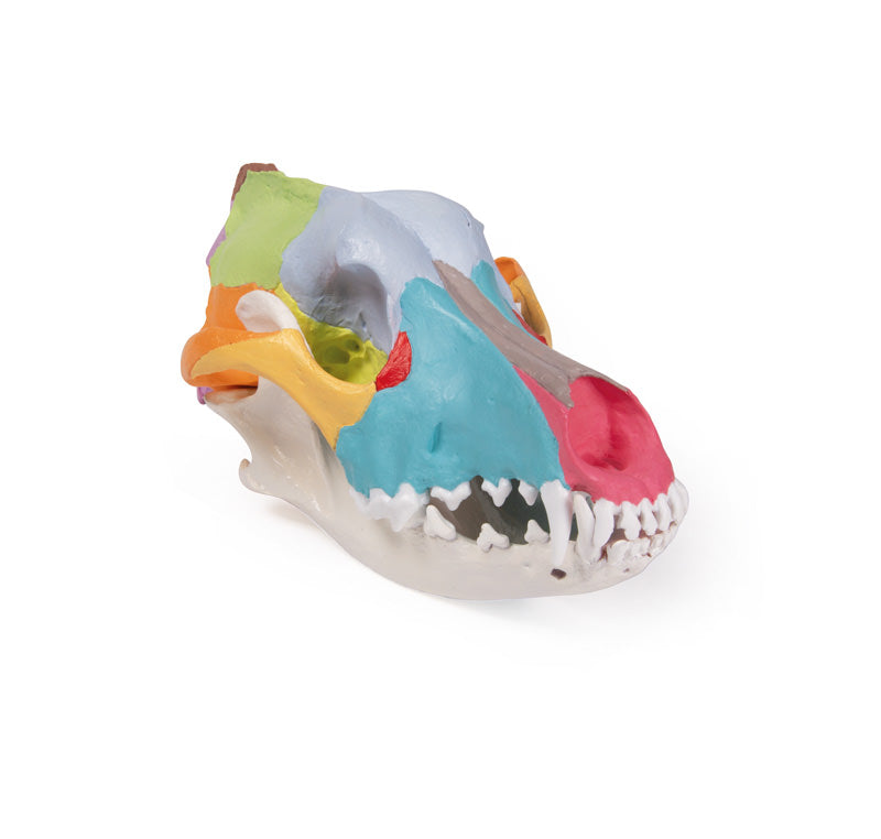 Model af et hundekranie med farvede kranieknogler