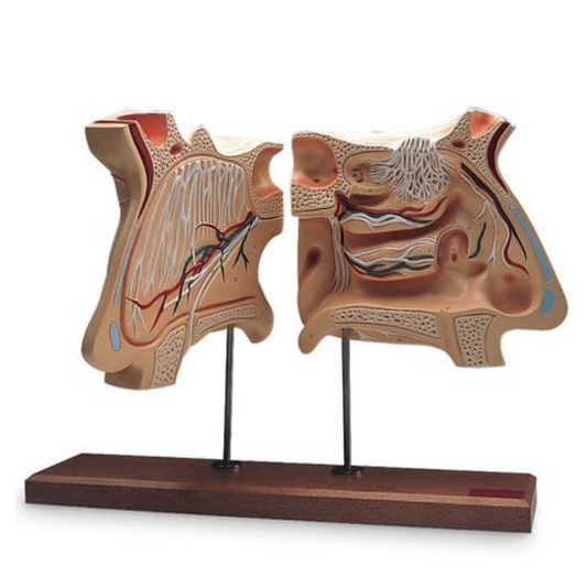 Model of nasal cavity and olfactory organ