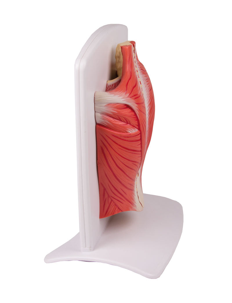 Modell av de ytliga och djupa musklerna i ryggen