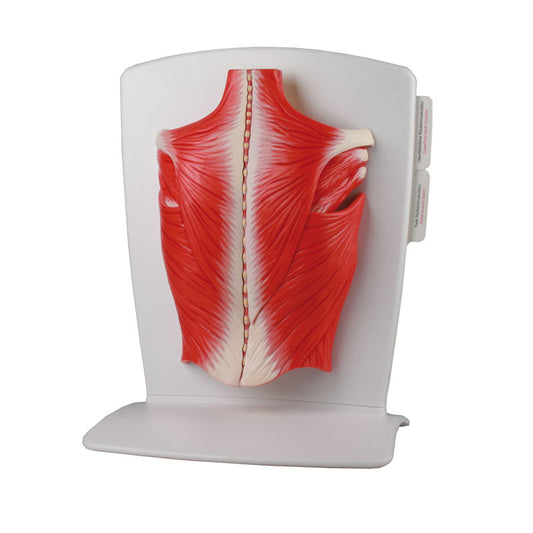 Model af ryggens overfladiske og dybe muskler