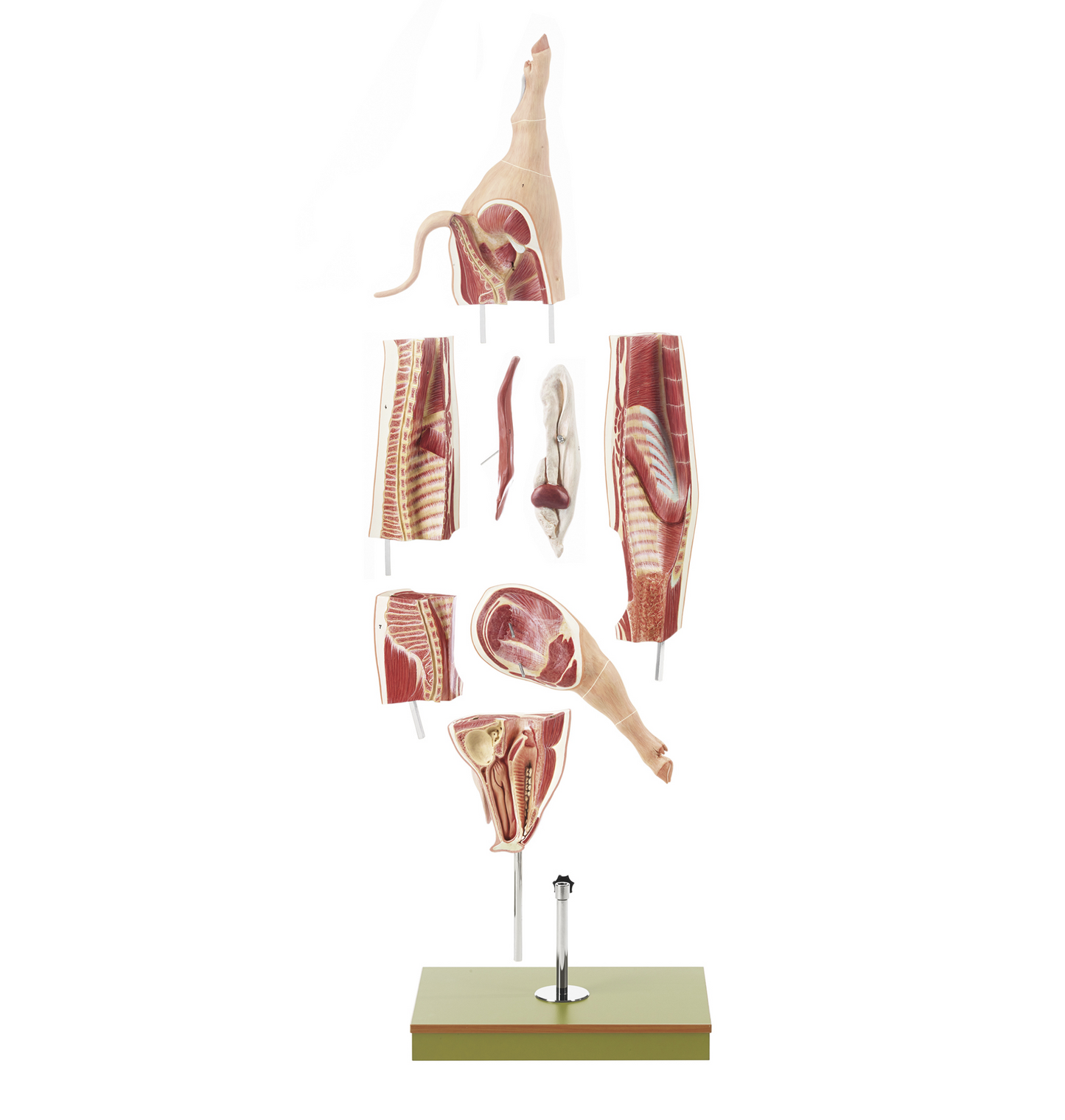 Model of a slaughter pig which can be divided into 8 parts