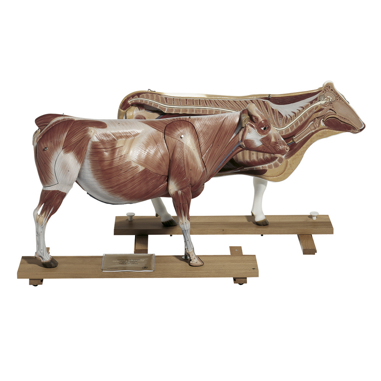 Modell av en ko i högsta kvalitet och 1/3 av naturlig storlek. Kan delas upp i 13 delar