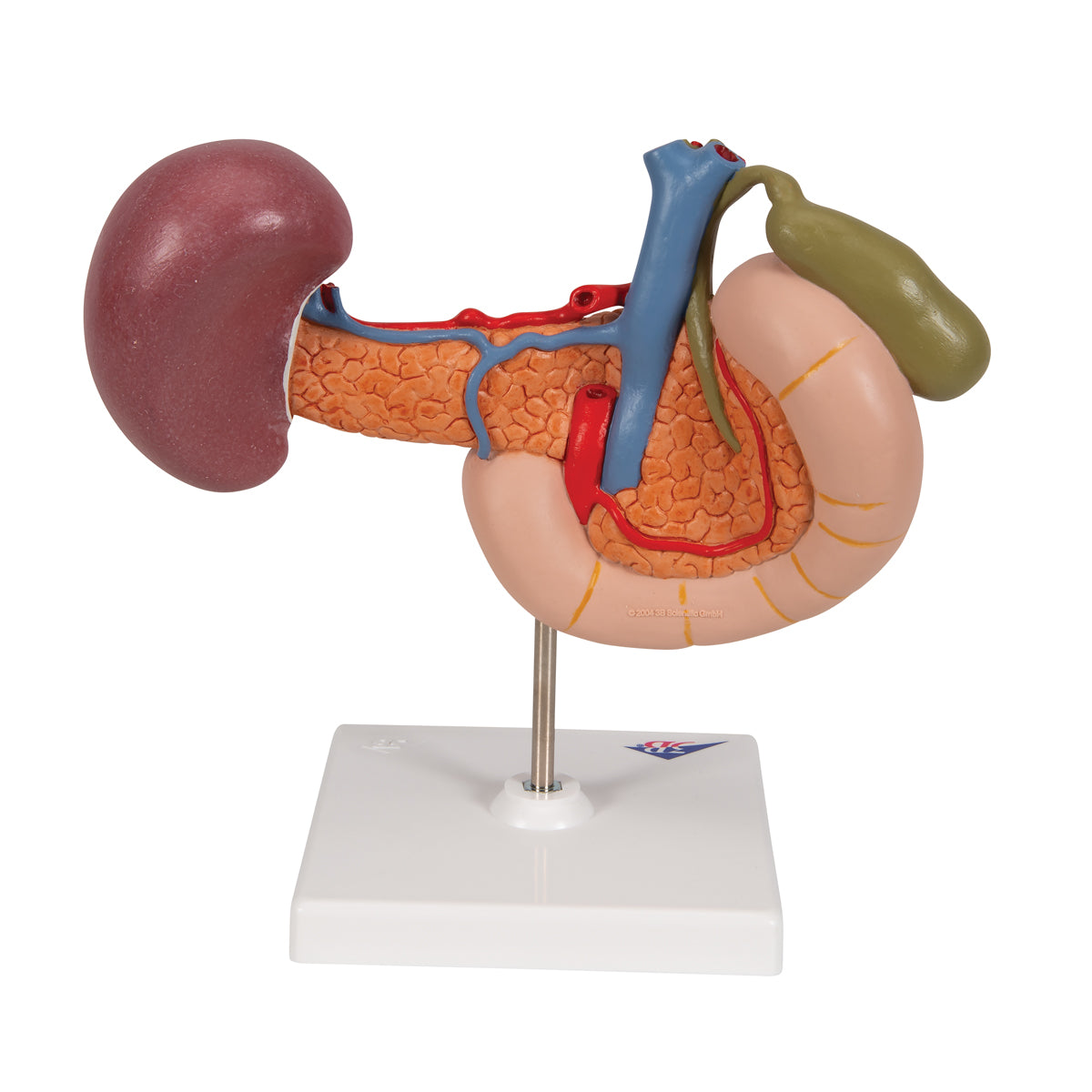 Model of the duodenum and the relationship of the pancreas to other organs