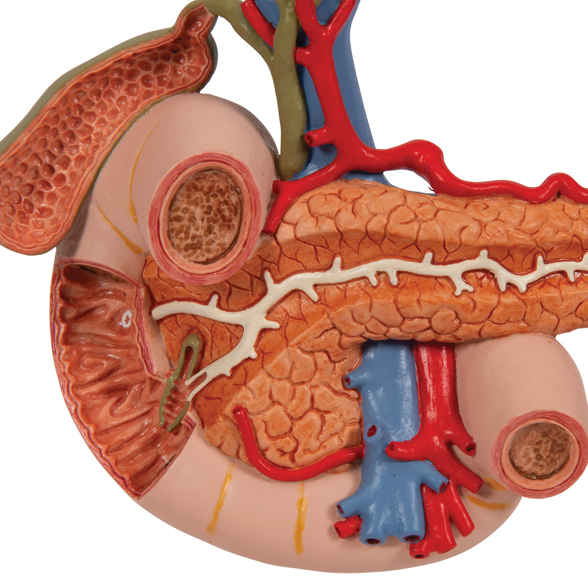 Model af tolvfingertarmen og bugspytkirtlens relationer til andre organer