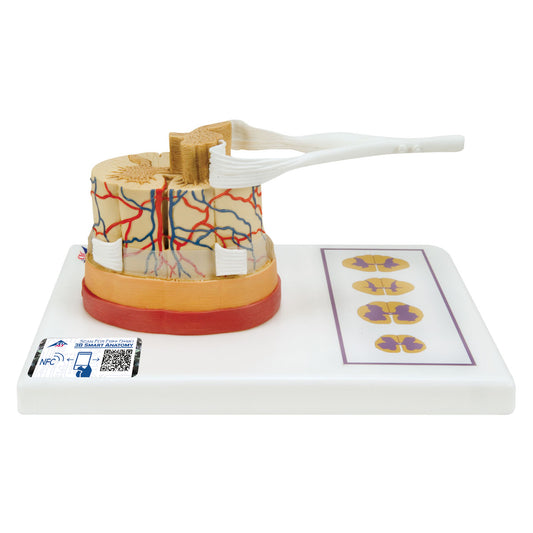 Förstorad modell som visar ett tvärsnitt av ryggmärgen inkl. hjärnhinnorna, blodkärlen och en spinalnerv