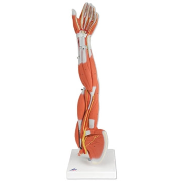 Muscle arm in 3/4 part size - can be separated into 6 parts